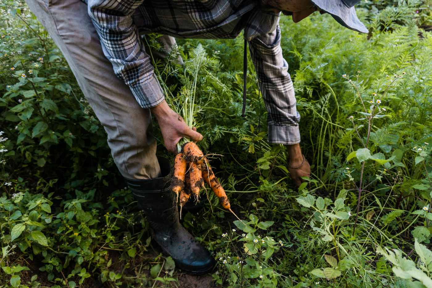 Frequently Asked Questions about our vegetable box delivery service