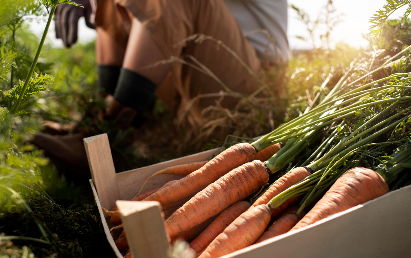 Why Should I Consider A Veg Box Image